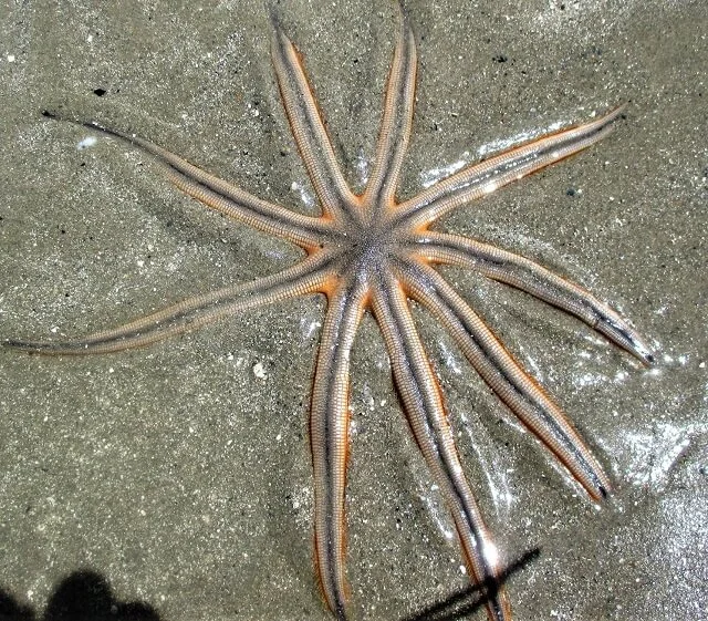 Estrela do Mar